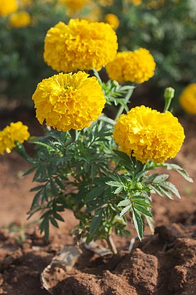 Tagetes_erecta_chendumalli_chedi.jpg