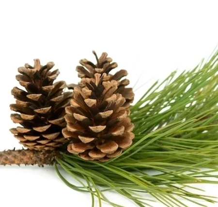 pinus-maritima_31775_l-e1692894860575.webp